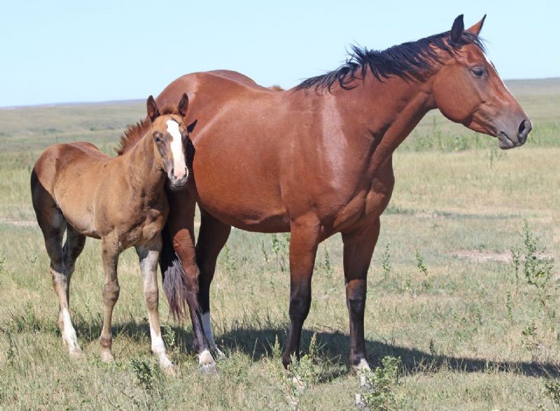 016 - Flit Ms Delight filly